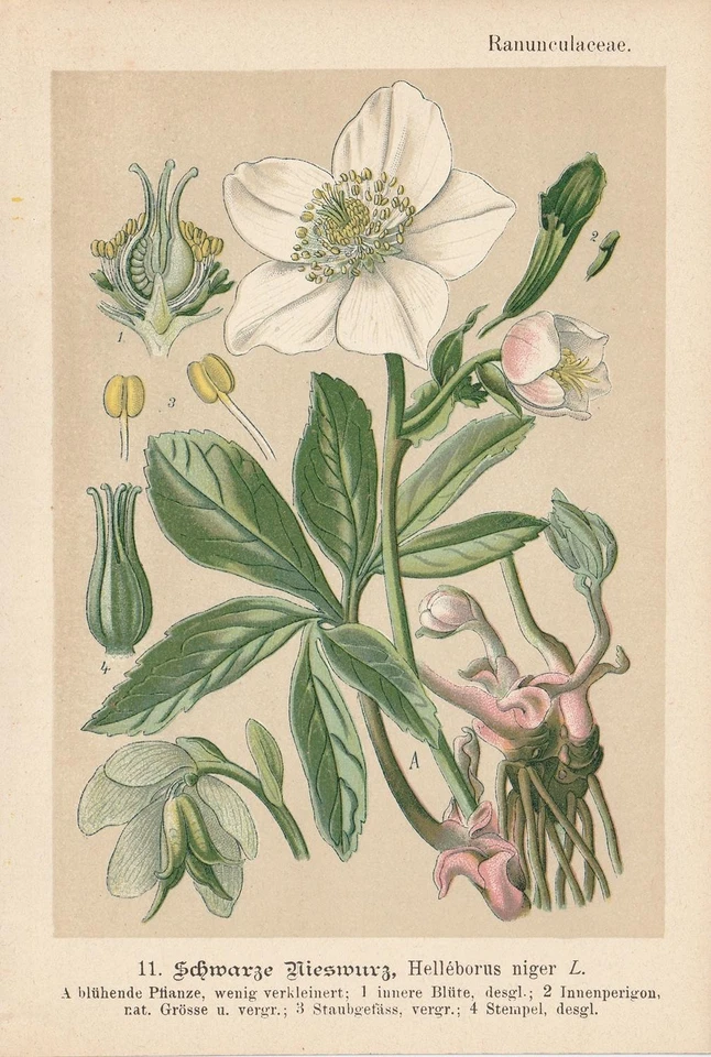 Schneerose (Helleborus niger) Christrose Chromo-Lithographie 1893 Heilpflanzen - Bild 1 von 1