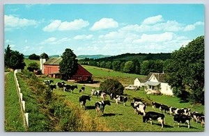 AK - Milchviehbetrieb auf dem Land mit roter Scheune HOLSTEINS - Bild 1 von 2