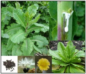 True Wild Lettuce Seeds - Lactuca virosa - - Picture 1 of 5