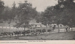 Arkansas AR Hot Springs Ostrich Farm 1907 Undivided Back Whittington Ave. - Picture 1 of 2