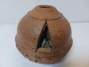 Ungeöffnete Paranussschote - Natursamen Obstschale Amazonas Regenwald Kuriosität - Bild 1 von 12