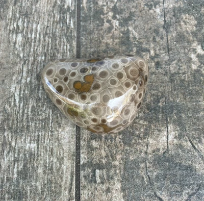 Hermosa Piedra Petoskey Pulida 5oz Fósil Lago Michigan Coral Ojo Oscuro Foto 1 de 2