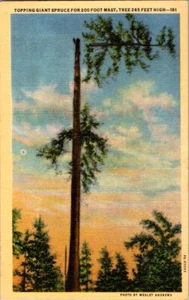 Postal de colección Topping abeto gigante WA Washington c.1930-1945 L-287 - Imagen 1 de 2