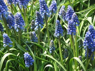 12 BULBOS VEGETALES MUSCARI UVA JACINTO AZUL PRIMAVERA ZONA PERENNE 4-8 Foto 1 de 4