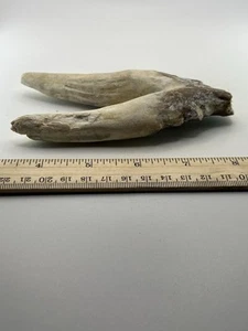 "FÓSIL DE DIENTE DE BASILOSAURUS Eoceno tardío 40 millas años Artiodáctilo antiguo 5,5"" SC 300" - Imagen 1 de 4