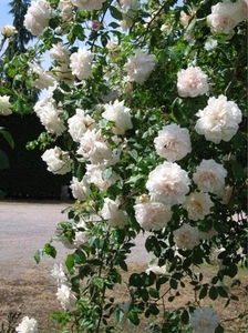 Madame Alfred Carriere - Climbing Rose - Fragrant White Blooms -3Lt Potted Rose - Picture 1 of 7