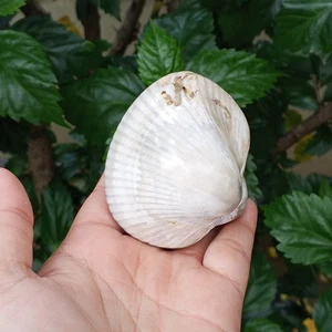 204gr Natural Polished Bivalvia Clam Rough PELECYPODA Fossil - Picture 1 of 12