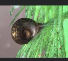 4 Ramshorn Snails - Freshwater - assorted colors