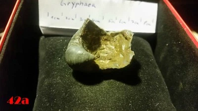 Große Echte versteinerte AUSTERN (Gryphaea) Versteinerung Fossilien Wahl Muschel - Bild 1 von 4