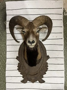 Mufflon Präparat (Ovis orientalis musimon) Kopf Schulter Haupt Jagd Tier - Bild 1 von 4