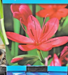 5x Sumpfgladiole rotblühend, Spaltgriffel Teichrandpflanze  0 bis 15 cm Wasserst - Bild 1 von 3