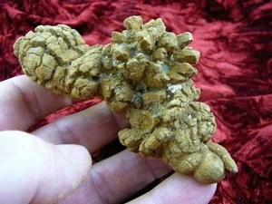 PP280-706) 3-7/8 Genuine Fossil TURTLE POOP Coprolite Madagascar DUNG WEIRD GIFT - Picture 1 of 1