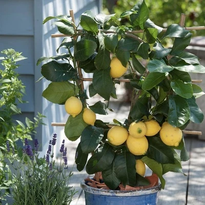 Meyer Lemon Tree, Citrus Live Plant (1 Gallon Growers Pot)  - Image 1 of 4