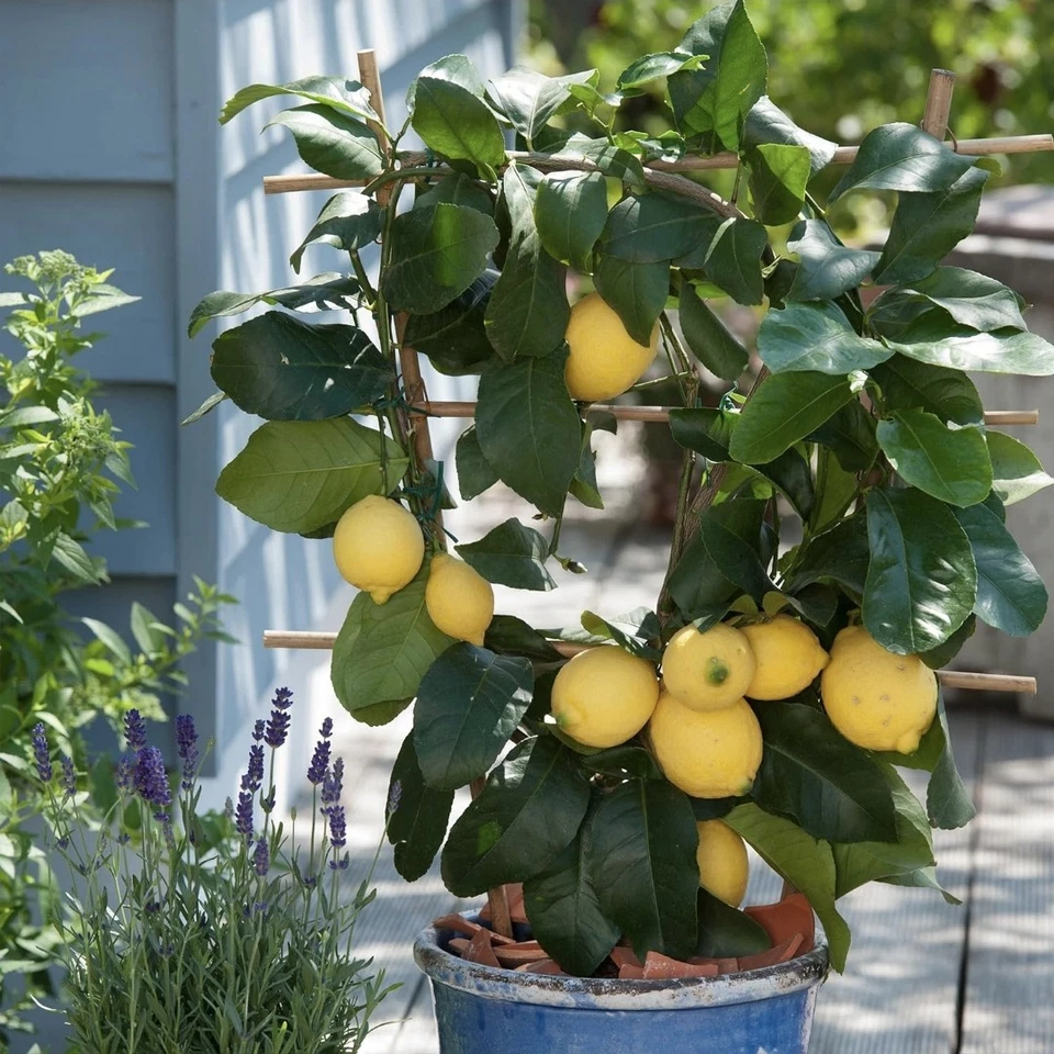 Meyer Lemon Tree, Citrus Live Plant (1 Gallon Growers Pot)  - Image 1 of 4