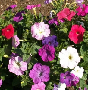Dwarf Petunia Mix Seeds, Multicolor Mix, Compact, Variety Sizes Sold, FREE SHIP - Picture 1 of 2