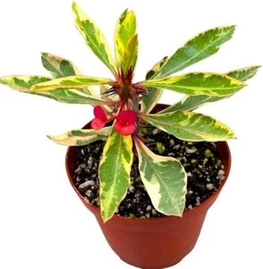 Crown of Thorns Live Plant Euphorbia Rare White Variegated Succulent 2.5" Pot - Picture 1 of 3