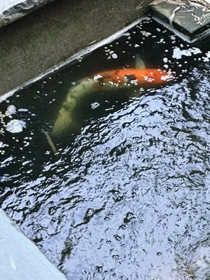 7 Koi, filtro de cuentas y luz UV Foto 1 de 3