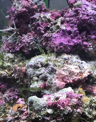 Rocce Vive Top Qualità Premium Acquario Marino Pronte Per Avviare Nuova Vasca - Immagine 1 di 4