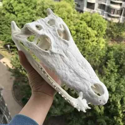 Real Crocodile Head Skull Specimen Skeleton Animal Decor Collection - Image 1 of 4