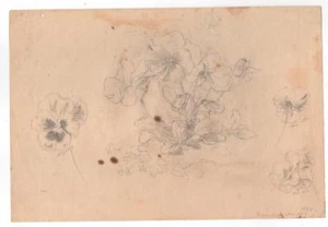 Lápiz estudio de flores Mary Priscilla Wilson Smith 1872 - Imagen 1 de 1