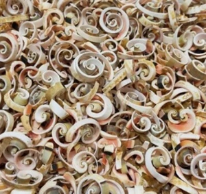 35 pcs Sliced Strombus Luhuanus Crosscut (Crafts or Jewelry Supply) - Picture 1 of 3
