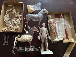 Vintage Revell The Visible Man x2 Woman Horse Human Body Model Kits 1977 anatomy - Picture 1 of 5