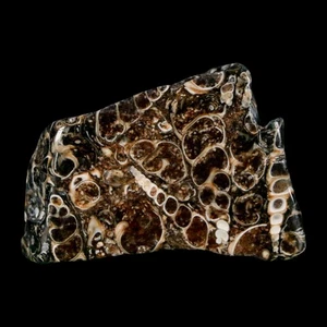 1.8" Polished Cut Slab Of Fossil Turritella Shells Eocene Age Wyoming Gastropod - Picture 1 of 7