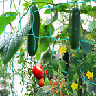 Ranknetz Für Gurken, 5×2M Pflanzennetz Schützt Gemüsepflanzen Und Obstbäume, Gur
