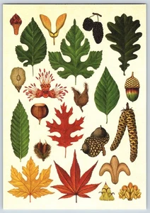 Postcard Kew Botanicum Temperate Trees Leaves And Seeds - Picture 1 of 3