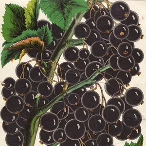 Victorian Seed Catalog Print BLACK CURRANT Chromolithograph 1884 Botanical Art - Picture 1 of 2