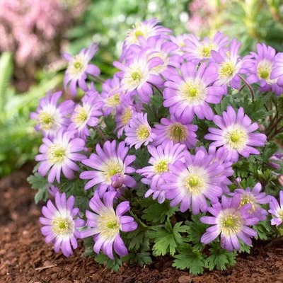 Fácil de cultivar anémona blanda tonos rosas 20 bulbos de plantas, flores de primavera Foto 1 de 4