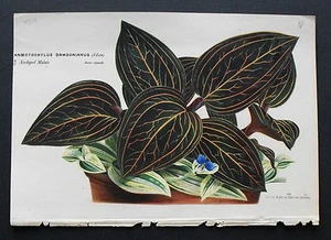 g-1860.Horto Van Houtteano:Fine Hand Coloured Lithos..Anoectochylus Dawsonianus. - Imagen 1 de 1