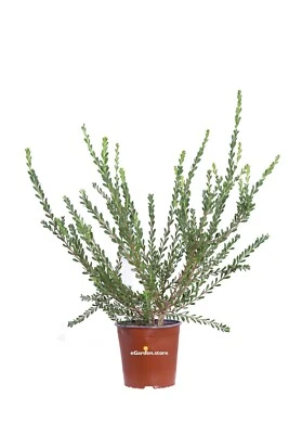 Pianta di Melaleuca Acuminata vera ornamentale cespuglio fiore bianco da esterno - Immagine 1 di 3