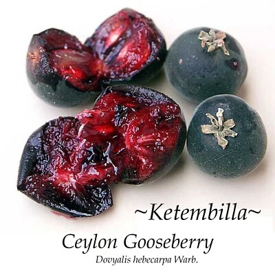 ~KEMTEMBILLA~ Dovyalis hebecarpa Tropical Apricot Ceylon 14-24+ in BIGGER Plants - Image 1 of 4