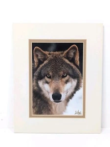 Photo Signed Don Adams Timber Wolf #93001 Wild Eyes! 1993 Outdoor Photography - Picture 1 of 24