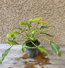 *RARE* Philodendron Golden Xanadu Variegated 5" Pot - US Seller, Exact Plant