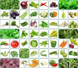50 Variety Of Vegetable Seeds Combo Pack With Instruction Manual. - Picture 1 of 4