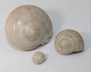 Schnecken, Cepatia cepacaea, Tertiär, Eozän, Damery, Frankreich -eb9412 - Picture 1 of 8