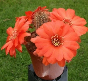 Chamaelobivia (Peanut Cactus) "Wotan" Cactus Seeds (100 Seeds) - Picture 1 of 1