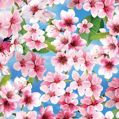 Tela Feline Drive CHERRY HILL flores de cerezo azul - cuarto de grasa (18"x22") FQ Foto 1 de 4