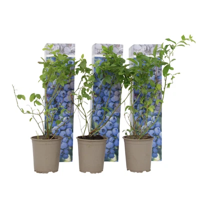 PLANT IN A BOX Pianta di mirtillo - 3 Pezzi - Vaccinium 'Sunshine Blue' - a25-40cm - ⌀9cm