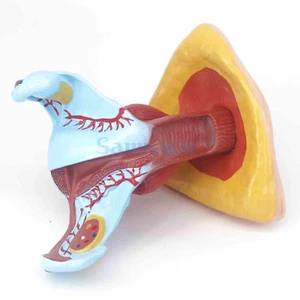 Modello medico anatomico anatomico utero perineo umano femmina a grandezza naturale - Foto 1 di 5