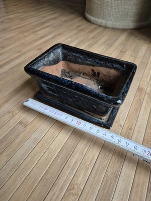 Bonsai Baum Chinese Elm, Keramik Blumentopf - Bild 1 von 3