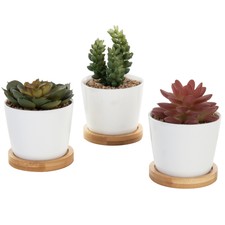 Artificial Succulents in White Ceramic Planters with Bamboo Saucers, Set of 3
