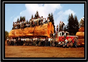 Postal de abeto gigante tronco registro occidental de Washington de Washington de transporte de tripulación de registro G & D Co Inc - Imagen 1 de 2