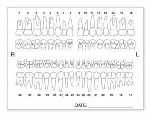 4665 Tooth Chart Anatomy Labels 4 x 3"  QTY 100 - Picture 1 of 1