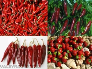 Surtido de pimentón especias húngaro - 4 variedades - 40+ semillas - ¡GRAN OFERTA! V 138 - Imagen 1 de 5