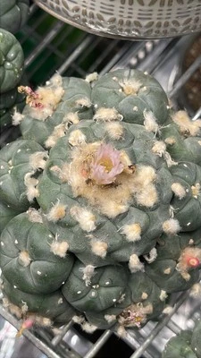 RARE Ariocarpus Seed Grown German Import W1lly 5.4 Inches All Flowering Heads! - Image 1 of 2