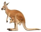 Sticker decal wall fridge children room animal decorate kangaroo australia baby