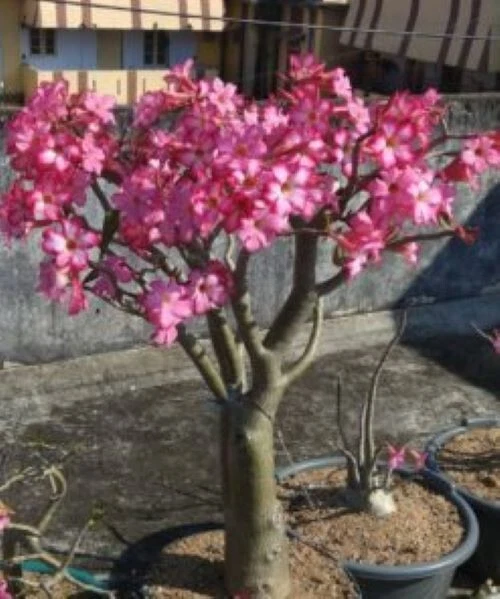 Adenium Somalense, "Black Somalense", 10 seeds - Image 1 of 4